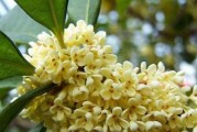赏识桂花之美（桂花的形态、特点、芳香和生长环境）