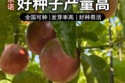 百香果种子种植方法（从种子到果实，一步步轻松种植百香果）