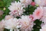 夏菊花期全解析（了解夏菊开花时间及花期月份，轻松栽培美丽夏菊）