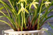 四季兰花的水养方法（零基础也能养活的兰花养护技巧）