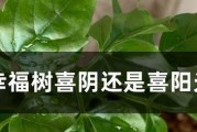 朝天椒的生长环境疑问（解析朝天椒的喜阳和喜阴之争）