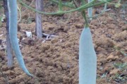 蛇豆种植的最佳时间（了解蛇豆生长习性和适宜种植时机）