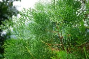 侧柏不是蕨类植物（探究侧柏植物的分类与特征）