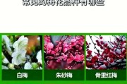 水梅花的养殖技巧（注意事项与养护细节）