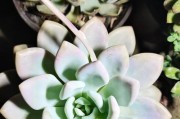 多肉植物白色蚜虫防治方法（以多肉上出现大量白色蚜虫的应对措施）