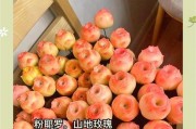 冬天室内山地玫瑰的养护与繁衍技巧（山地玫瑰养殖技术、室内温暖环境、冬季护理、繁衍繁殖与注意事项）