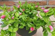 湖南适合栽种的花卉品种（美丽湖南的花卉盛宴）