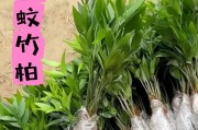 水生竹子养殖指南（了解水生竹子的毒性和室内养护方法）