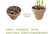 小仓兰花后的护理方法（如何让小仓兰绽放更美丽？）