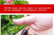 荷花的生长特性与规律剖析（从生长习性到生长过程，揭秘荷花成长的奥秘）