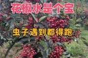 探析花椒的种类、分类及经济价值（探索中国传统佳肴中的主角——花椒）