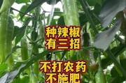 辣椒的采摘时间和成熟期（掌握辣椒采摘的最佳时间，享受美味佳肴）