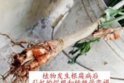 常春藤积水烂根（常春藤积水烂根原因与解决方案一网打尽）