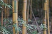 毛竹——中国传统重要植物之一（生长特点、用途、文化意义、保护措施）