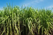 甘蔗肥料的选择对甘蔗生长和甜度的影响（探究甘蔗最佳肥料的选择及其对甘蔗生长和甜度的影响）