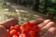 红豆的外观特征与生长习性详解（红豆的形态、颜色、花期、生长环境等详尽描绘）