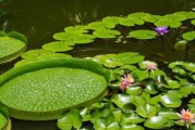 水中植物百科全书（了解水中植物，探秘水下世界）