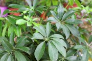 鹅掌木的喜欢太阳之谜（探寻鹅掌木对太阳的奇特情感）