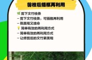 如何正确修剪文竹植物（学会修剪，让文竹更美丽茂盛）