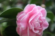 探秘茶花花语与寓意（茶花的美丽背后隐藏的深层含义，以及它们在人类文化中的地位）