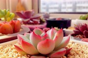 如何成功养殖花月夜，打造美丽花海