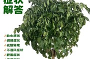 幸福树树叶枯黄的原因及应对方法（探寻幸福树树叶枯黄的种种可能性，解决枯黄问题）