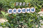 金桔花果全攻略（了解金桔开花结果时间，享受美味与美丽）