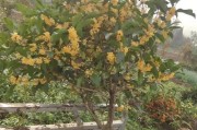 四季桂喜水植物的特性和栽培技巧（探秘四季桂喜水植物的生长环境和特性，分享栽培方法和注意事项。）