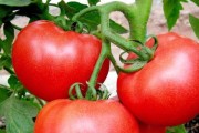 西红柿种植最佳时间剖析（在何时种植西红柿能让丰收更简单？）