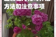 冬季牡丹花的养护技巧（保证牡丹花在寒冷冬季获得足够的保护和照顾）