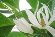 白兰花冬天的保暖措施（白兰花怕冷吗？如何保护白兰花免受严寒侵袭？）