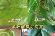 琴叶榕叶片长锈斑的处理方法（琴叶榕叶片长锈斑的原因和有效的治疗方法）