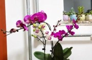 平花盆适合养什么花？（选择适合的花种搭配，打造美丽庭院）