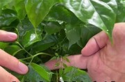 养护幸福树的秘籍（粗壮幸福树的关键技巧）