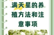 满天星是一年生还是多年生？——揭开满天星的生命周期之谜（生命轨迹解析、繁殖方式探究、种植技巧分享）