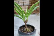 吊兰养护技巧，打造茂盛的大叶植物（以吊兰怎么养才能长大叶，15个养护要点让你成为植物专家）