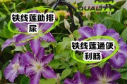 铁线莲（探究铁线莲的生长特性、繁殖技巧及应用价值）