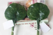 荷叶叶子为什么会发黑？如何解决？（荷叶叶子发黑的原因和处理方法）