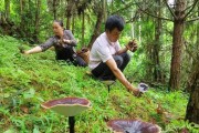 灵芝采摘时间及注意事项（掌握灵芝采摘最佳季节，采收技巧要点）