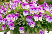 冬季花卉盛放（探秘冬季令人惊叹的开花花卉）