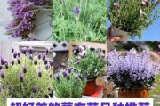 冬季薰衣草养护指南（寒冬之下，守护芬芳）