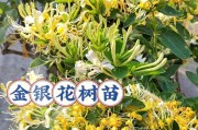 金银花盆景的种植技巧（打造美丽的金银花盆景，让家居生机勃勃）