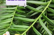红豆杉（一年能长多少？红豆杉的特点与适应环境）