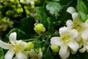 九里香催花方法与人工催花技巧（以环境为基础，巧妙运用技巧催开九里香）