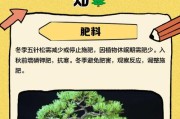 松树的浇水技巧（科学浇水助力松树健康成长）