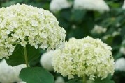 八仙花叶子蔫了怎么办（教你恢复健康的八仙花）