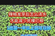 辣椒播种时间与出苗期（掌握播种技巧，提高出苗率）