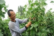 菜豆角种植全攻略（时间、方法、注意事项一次性掌握）