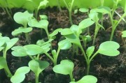 空心菜和菜心的区别详解（你真的知道它们的区别吗？）