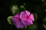 长春花叶子卷曲，如何解决？（解决长春花叶子卷曲问题的有效方法）